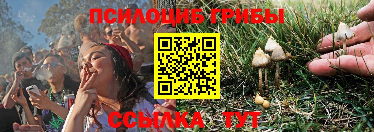 Новокубанск  Галлюциногенные грибы Psilocybine cubensis  Вход с VPN 